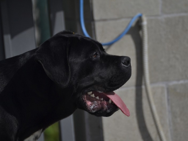 Guadalajara dei grausi giovane femmina cane corso