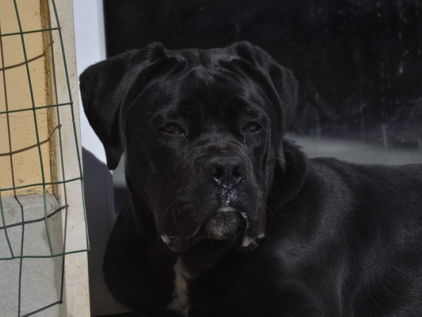 cane corso cucciola