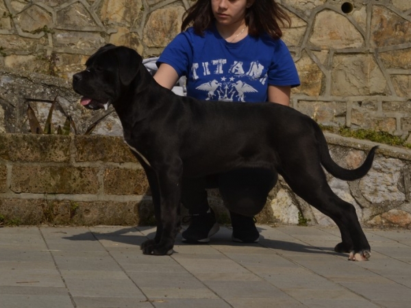 cucciola di cane corso