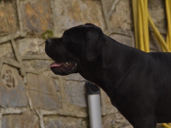 profilo di testa cane corso