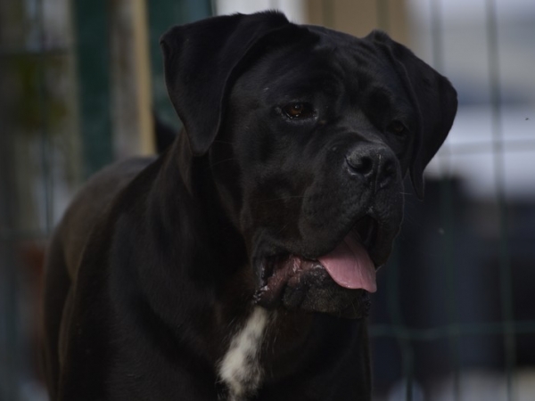 cucciola cane corso