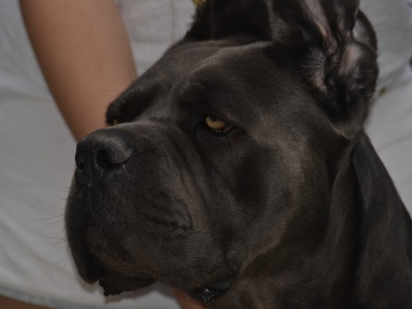 testa ed espressione cane corso