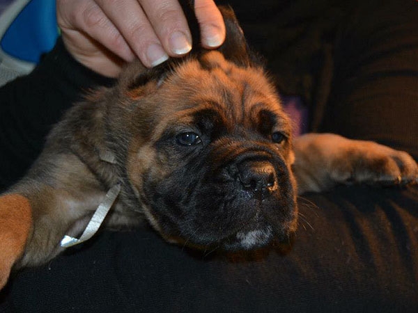 ARRIVA UN CUCCIOLO DI CANE CORSO: COME COMPORTARSI??