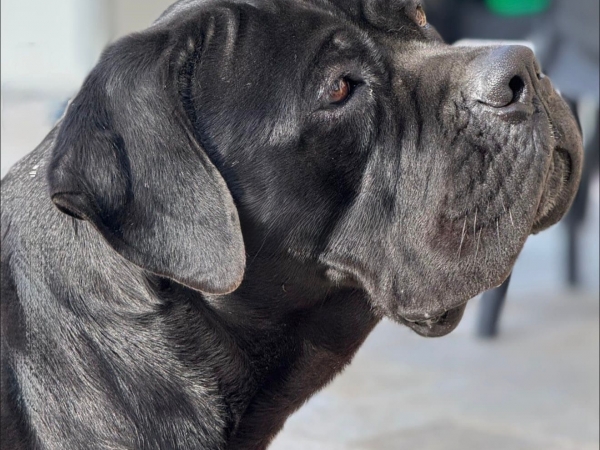testa cane corso