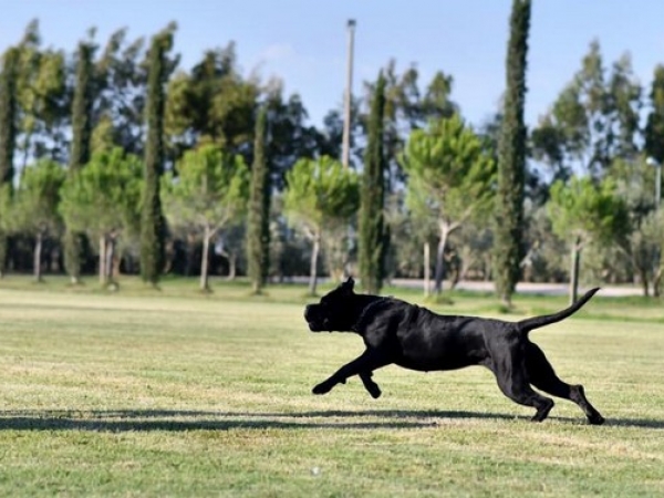 cal 2 cane corso