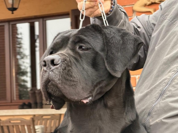 espressione cane corso