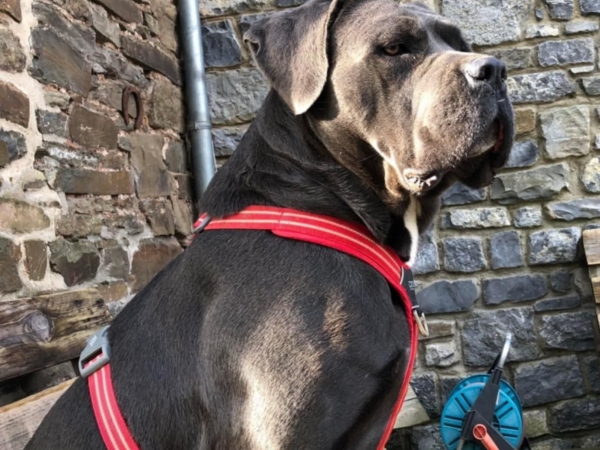 Basil’evidenza vanda