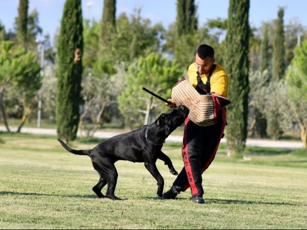 cane corso cal 2 