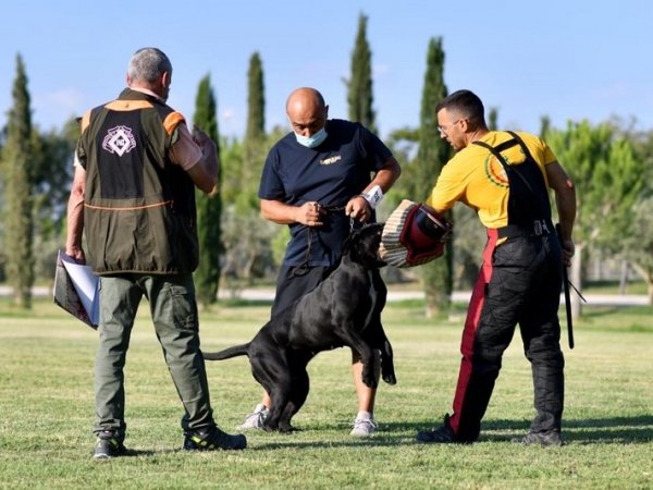 cane corso prova cal 2