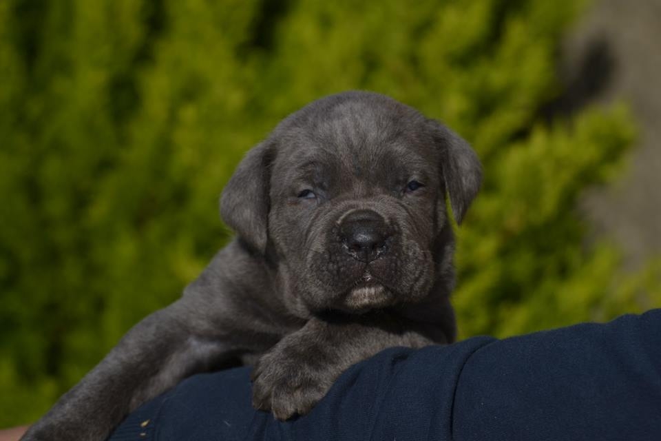 Quanto costa un cucciolo di cane Corso?