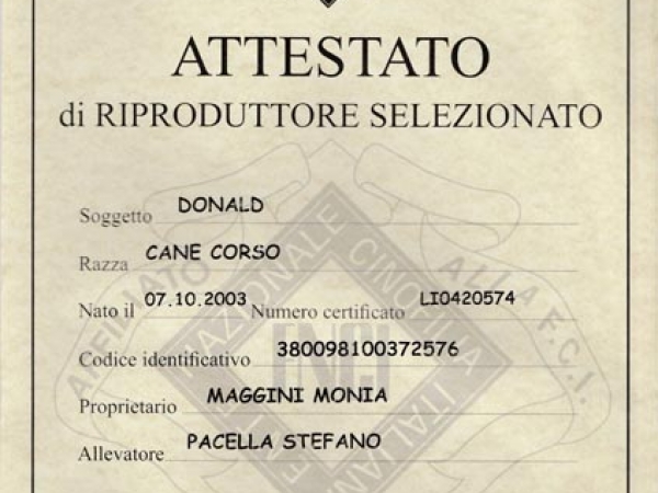 cane corso campione