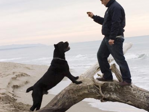 viareggio cane corso-donald