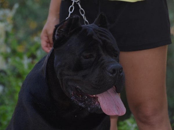 cuccioli cane corso - noah vosen dei grausi