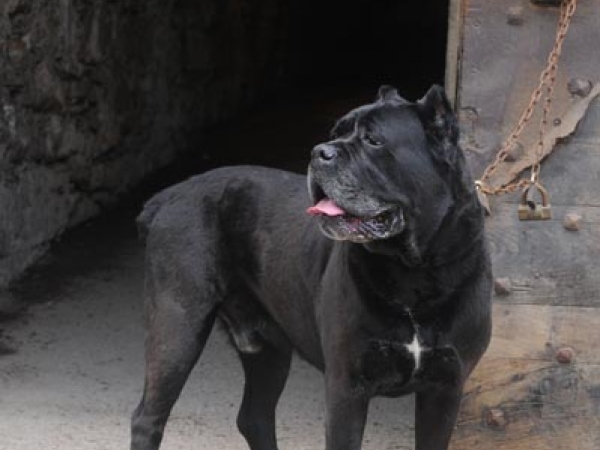 cane corso guardiano-donald