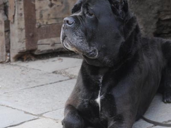 cane corso da guardia-donald