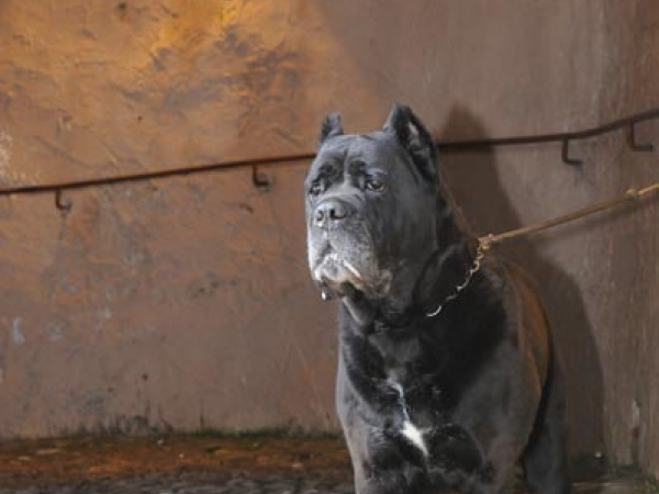 allevamento cane corso toscana - donald