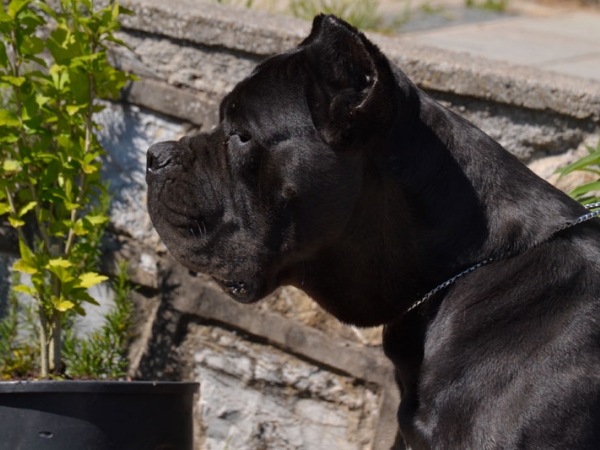 noah testa cane corso