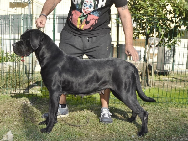 allevamento cane corso