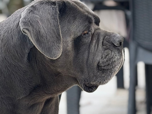 Testa cane corso Urban dei Grausi