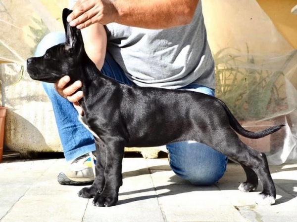 cucciola cane corso