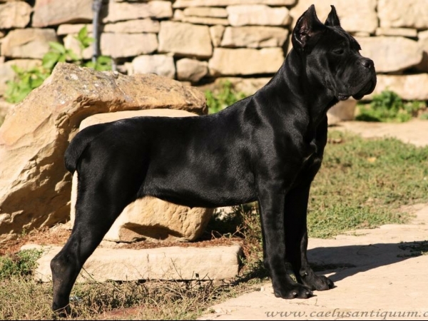 Xaria Caelus Antiquum - Propietario Kennel Caelus Antiquum Bulgaria