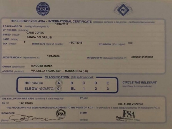 Lastre ufficiali femmina cane corso