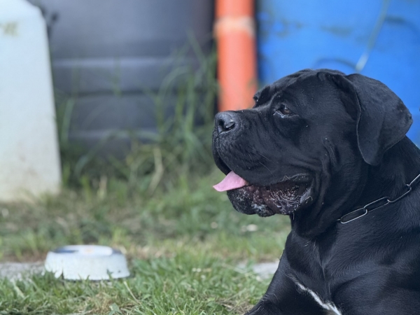 cane corso allevamento
