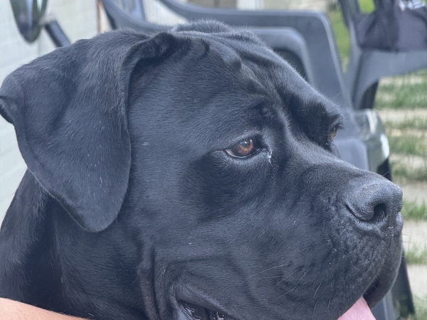 Buenavista Dei Grausi