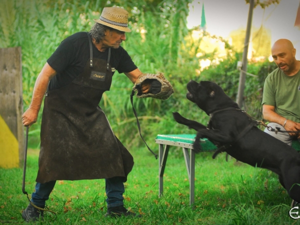 cane corso cane da guardia e difesa