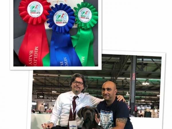 cane corso urban dei grausi speranza E.N.C.I winner 2018