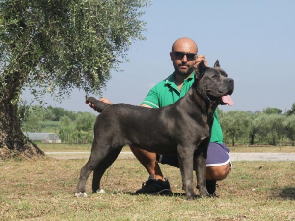 cane corso-sky