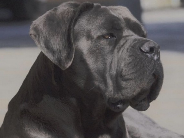 testa cane corso 