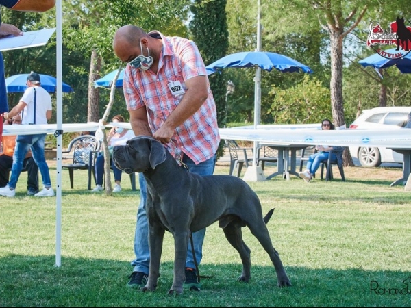 maschio cane corso