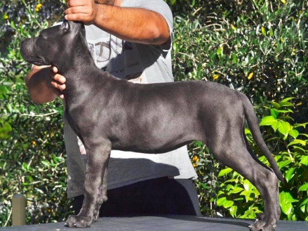 cane corso 