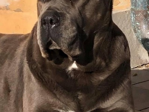 Brigitta cane corso