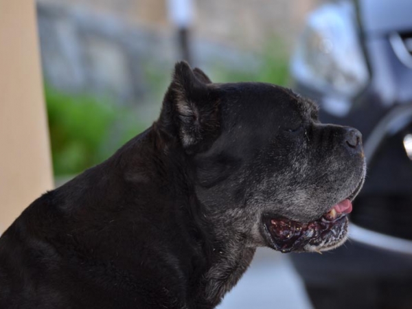 cane corso-donald
