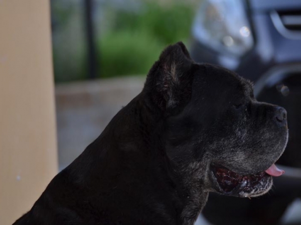 campioni cane corso-donald