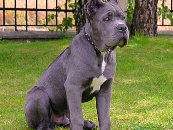 Xplicit Rage Caelus Antiquum - Propietario Kennel Caelus Antiquum Bulgaria