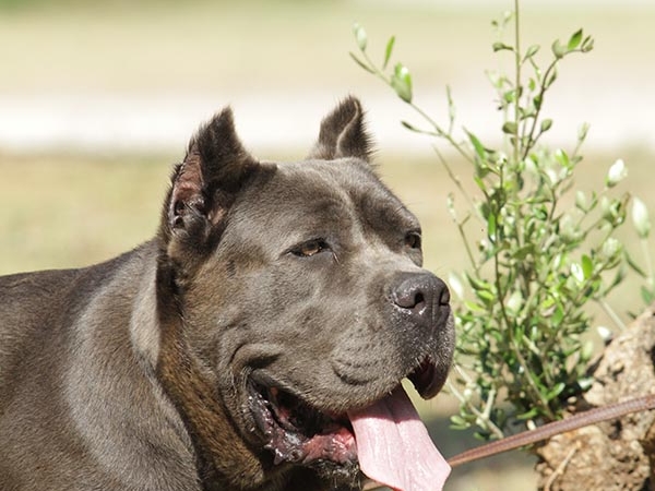 allevamento cane corso sky