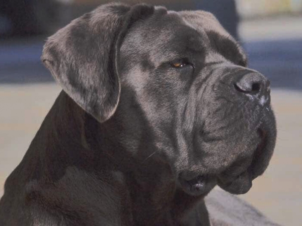 Cosa sapere sul Cane Corso