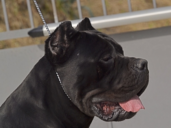 testa cane corso - 