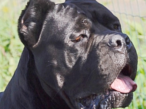 espressione cane corso